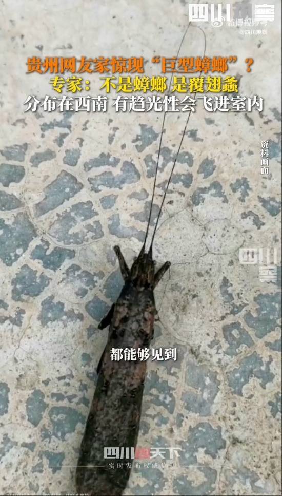 有人家中出现“巨型蟑螂”？网友：房子给它了