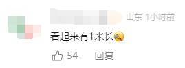 有人家中出现“巨型蟑螂”？网友：房子给它了