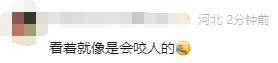 有人家中出现“巨型蟑螂”？网友：房子给它了