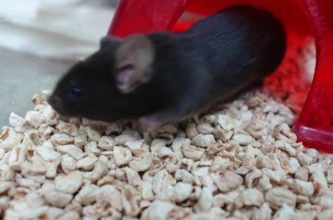 为4只“太空小鼠”取名,网友:从从、容容、游刃、有余……