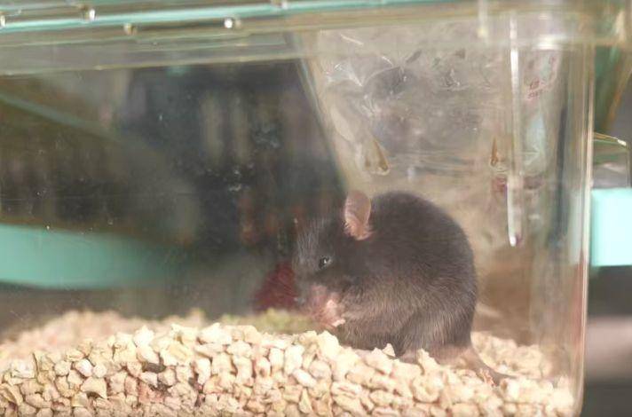 为4只“太空小鼠”取名,网友:从从、容容、游刃、有余……